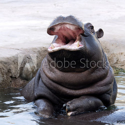 A young hippo