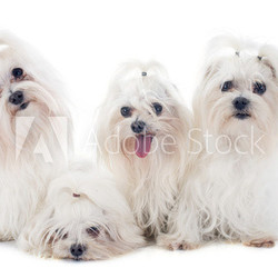 maletese dogs