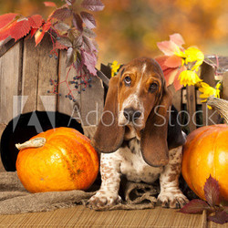 Basset Hound and pumpkin