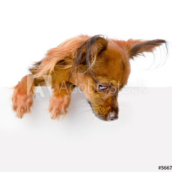 Dog above white banner looking down. isolated on white 