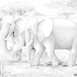 Safari - elephants - coloring page