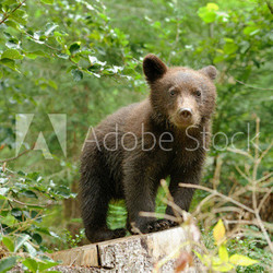 Brown bear cub in a forest