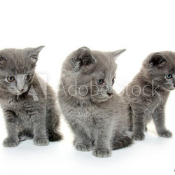 Three gray kitten