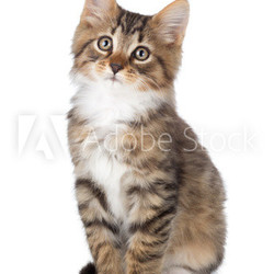 Cute tabby kitten on a white background.