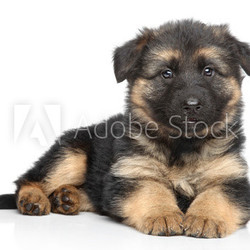 German shepherd puppy on white background