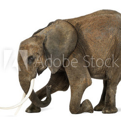 African elephant kneeling in front of a mouse, isolated on white