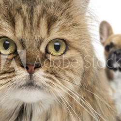 Close-up of a cat and dog hiding behind, isolated on white