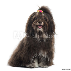 Havanese panting, facing, sitting, isolated on white
