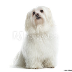 Maltese sitting, looking up, isolated on white