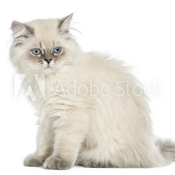Side view of a British Longhair kitten sitting, 5 months old