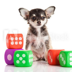 chihuahua isolated on white background