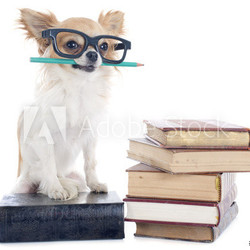 chihuahua and books