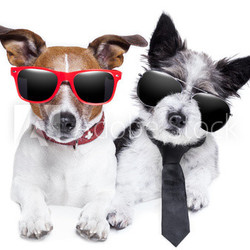 two dogs very close together