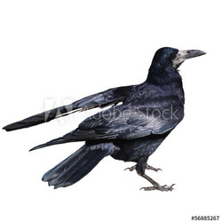 Rook isolated on white background
