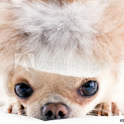 funny chuhuahua in fur cap