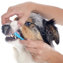 australian shepherd and toothbrush