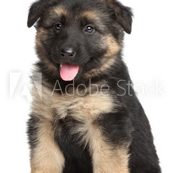 German shepherd puppy on white background