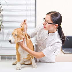 Veterinarian examines the dog's ears of breed beagle