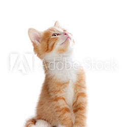 Cute orange kitten looking up on a white background.