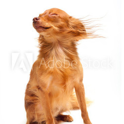 Young toy terrier dog on a white background.