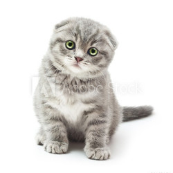 Kitten on white background.British Shorthair cat.