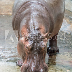 Hippopotamus