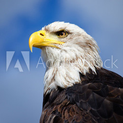 Weißkopfseeadler (Haliaeetus leucocephalus)