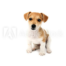 Jack Russell Terrier Welpe guckt lieb in die Kamera