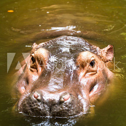 Hippo swiming in chiangmai zoo chiangmai Thailand