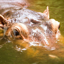 Hippo swiming in chiangmai zoo chiangmai Thailand