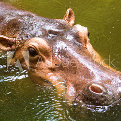 Hippo swiming in chiangmai zoo chiangmai Thailand