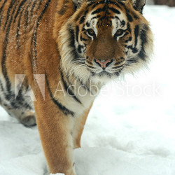 Amur tiger
