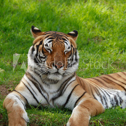 tiger with closed eyes