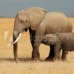 African elephant with calf, Amboseli National Park