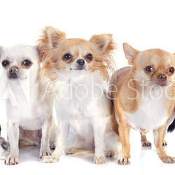 chihuahuas