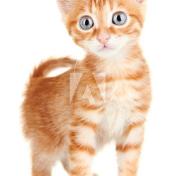 Cute little red kitten isolated on white