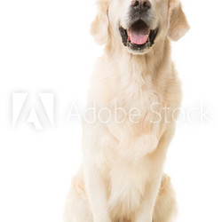 golden retriever dog sitting on isolated white