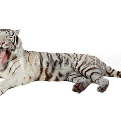 lying white tiger. Isolated  over white
