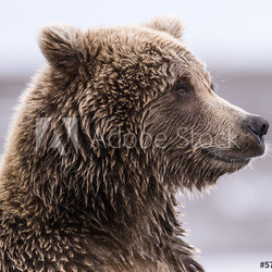 Coastal Brown Bear Profile
