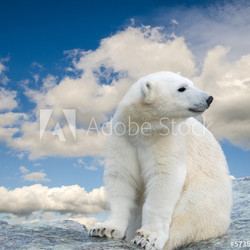 Young polar bear