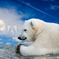 Young polar bear relaxing