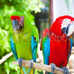 two parrots cockatoo