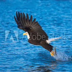 Bald Eagle with fish in talons, Alaska