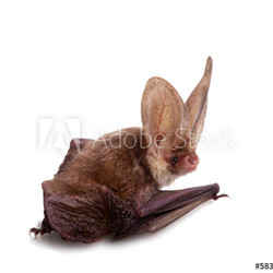 long-eared bat isolated on white