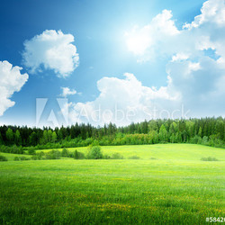 field of grass and perfect sky