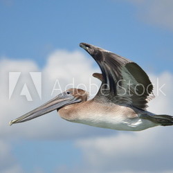 Pelikan in den Wolken