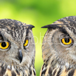 Eagle Owl, Bubo bubo