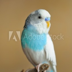parakeet