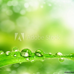 dew drop on a leaf