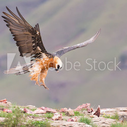 Adult bearded vulture landing on a rock ledge